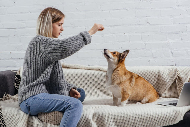 Hemp Chews for Dogs: How To Make the Best CBD Dog Treats