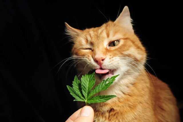 Hemp Oil for Cats: Pros and Cons