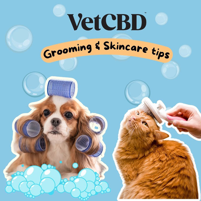 Pet Grooming and Skincare Tips: Keeping Your Furry Friends Happy and Healthy
