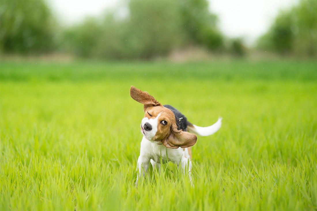 Why Does My Dog Keep Shaking His Head?