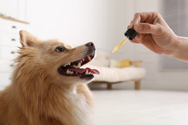 How To Use Hemp Oil for Pets
