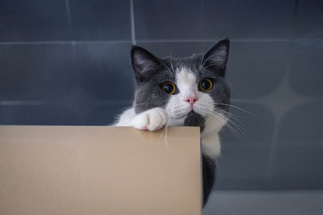 Cat Constipation: Signs, Causes & Treatment