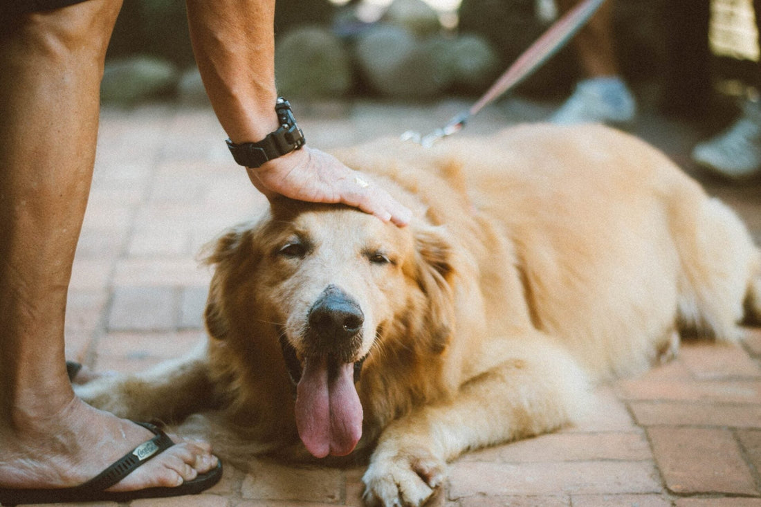 Holistic Medicine for Dogs