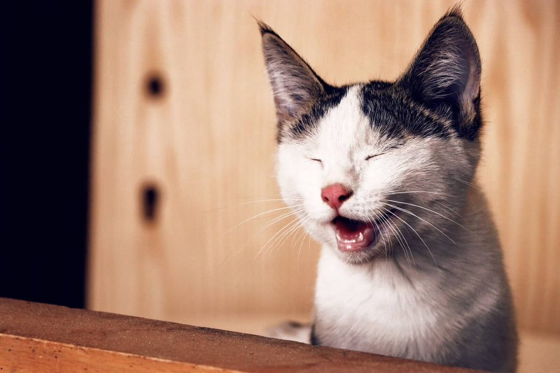 Why is My Cat Sneezing?