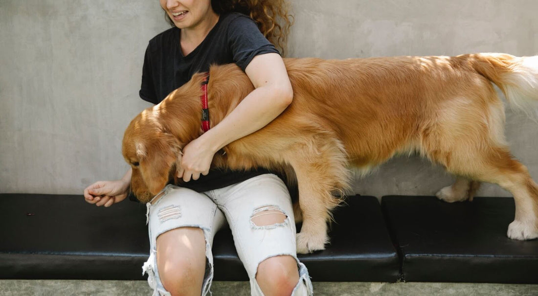 CBD Dog Treats: Everything You Need To Know