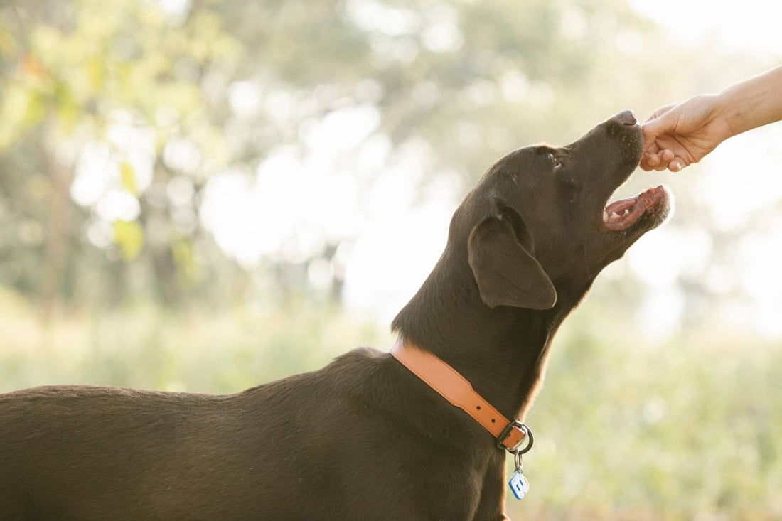 Hemp Dog Treats: Health Benefits