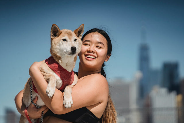 CBD for Pets: How Much Based on Size and Type
