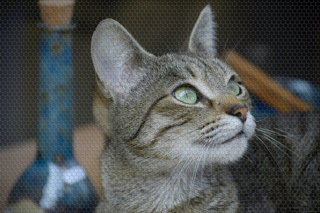 Using CBD Oil to Manage Restlessness in Cats