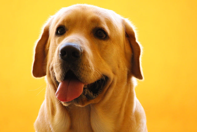 CBD Oil for Dogs: Common Side Effects