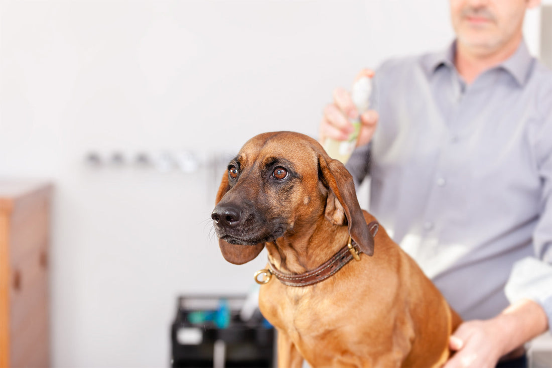 Bitter Spray for Dogs: What Is It & What Does It Do?