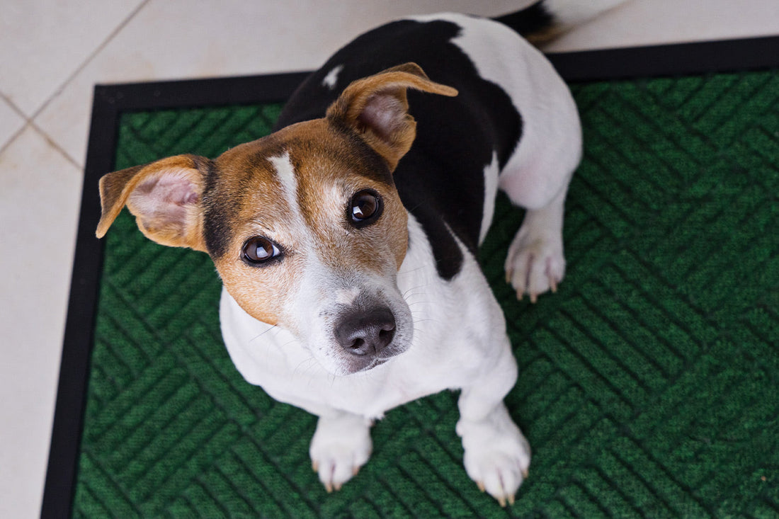 Why Does My Dog Whine All the Time?