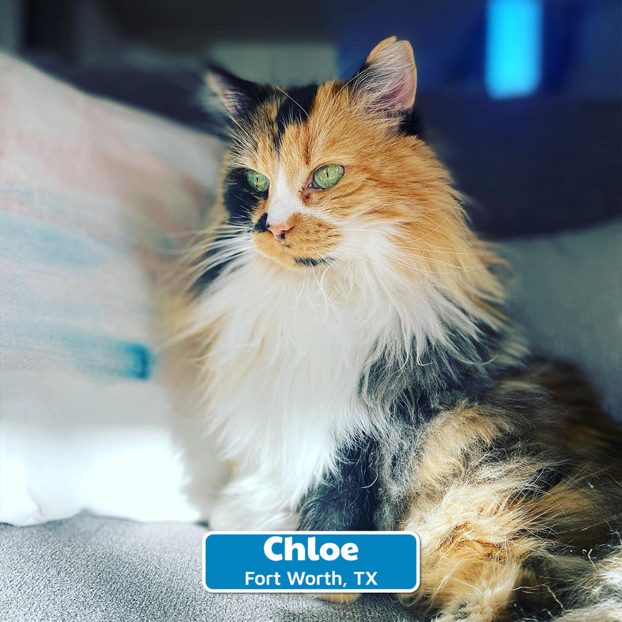 The Senior Cat