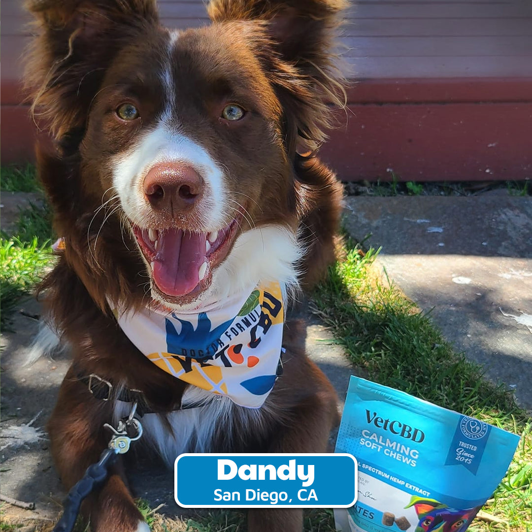 CBD for Dogs — VetCBD