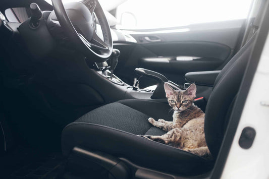 Why Do Cats Hate Car Rides?