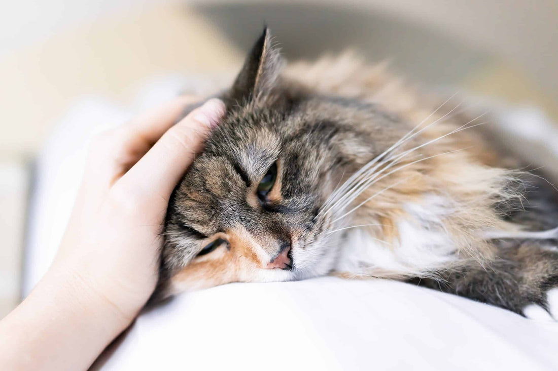 What Can I Give My Cat for Pain?