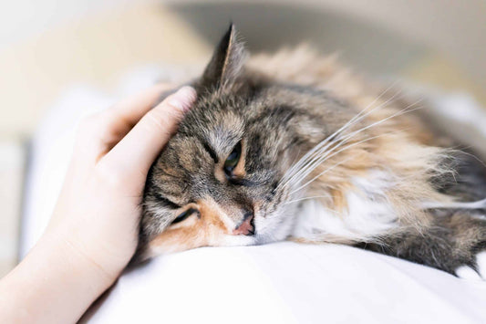 What Can I Give My Cat for Pain?