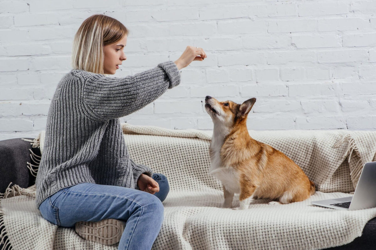 Hemp Chews for Dogs: How To Make the Best CBD Dog Treats
