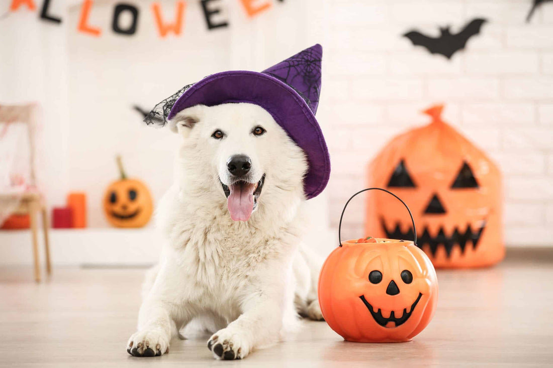 The Truth About Pumpkin and Pets