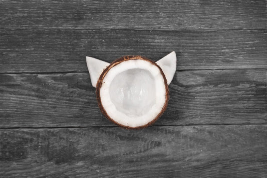 Coconut Oil for Cats: Everything You Need to Know