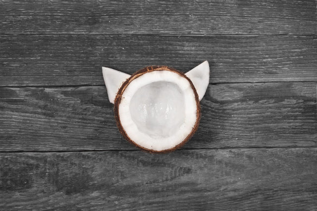 Coconut Oil for Cats: Everything You Need to Know