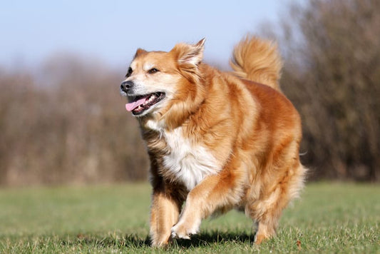 CBD for Senior Pets
