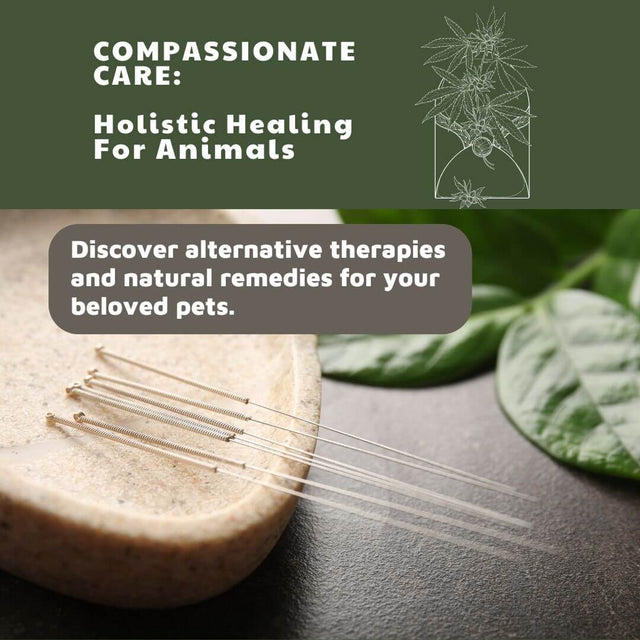 Holistic Pet Care: How Complementary Therapies and Vet-Formulated CBD Work Together