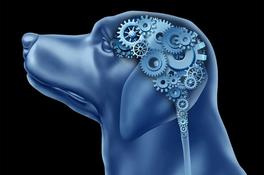 Dog Psychology: Here’s What You Should Know