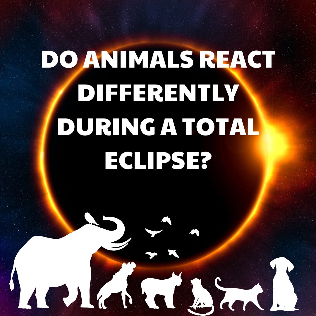 Exploring Celestial Changes: How They Influence Animal Behavior