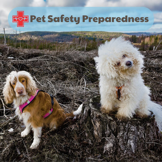 Pet Safety During Natural Disasters: How to Prepare and What to Do in an Emergency