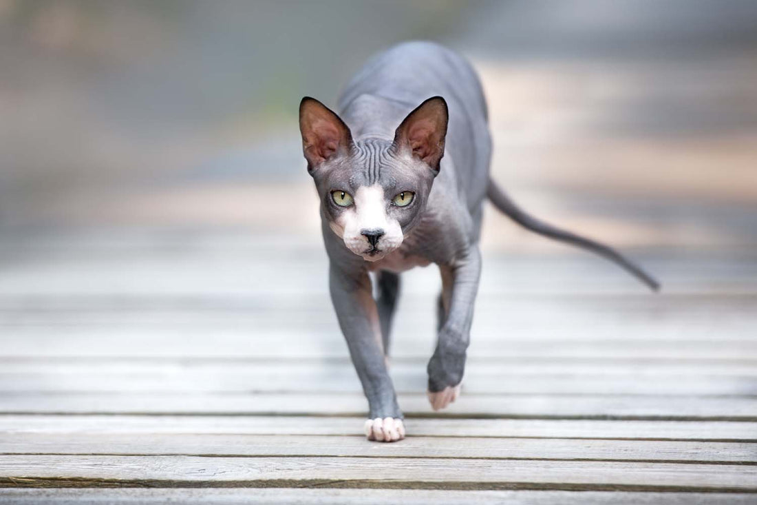 Are Sphynx Cats Hypoallergenic?