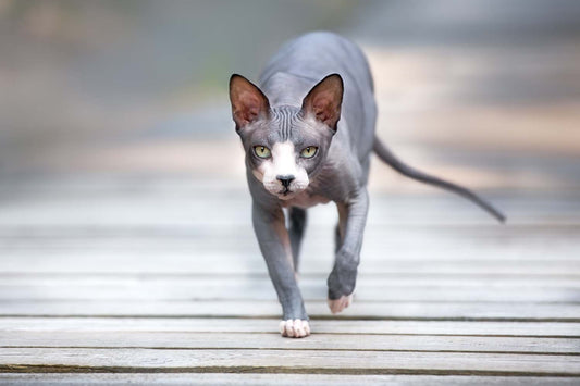 Are Sphynx Cats Hypoallergenic?