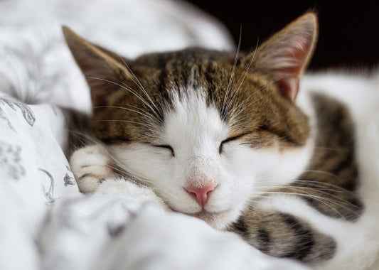 How Much Do Cats Sleep?