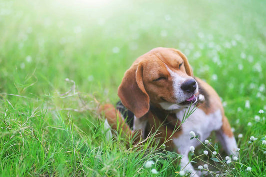 What Can I Give My Dog for Allergies? Seasonal Allergies for Pets