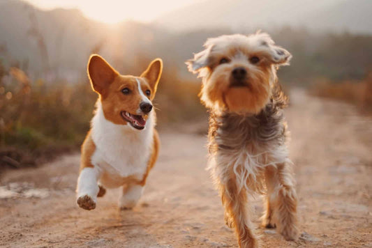 Pet Wellness: 5 Components Your Plan Should Include