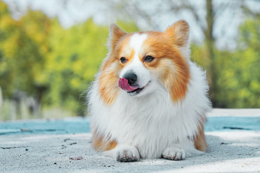 Golden Paste For Dogs: What Does It Do?