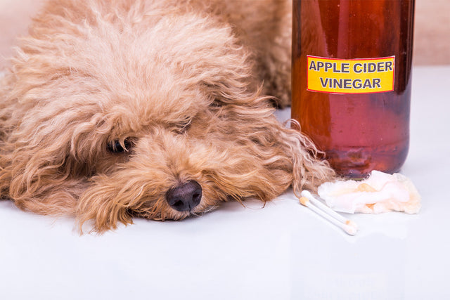 Apple Cider Vinegar for Dogs: What It Can and Can't Do — And How CBD Compares