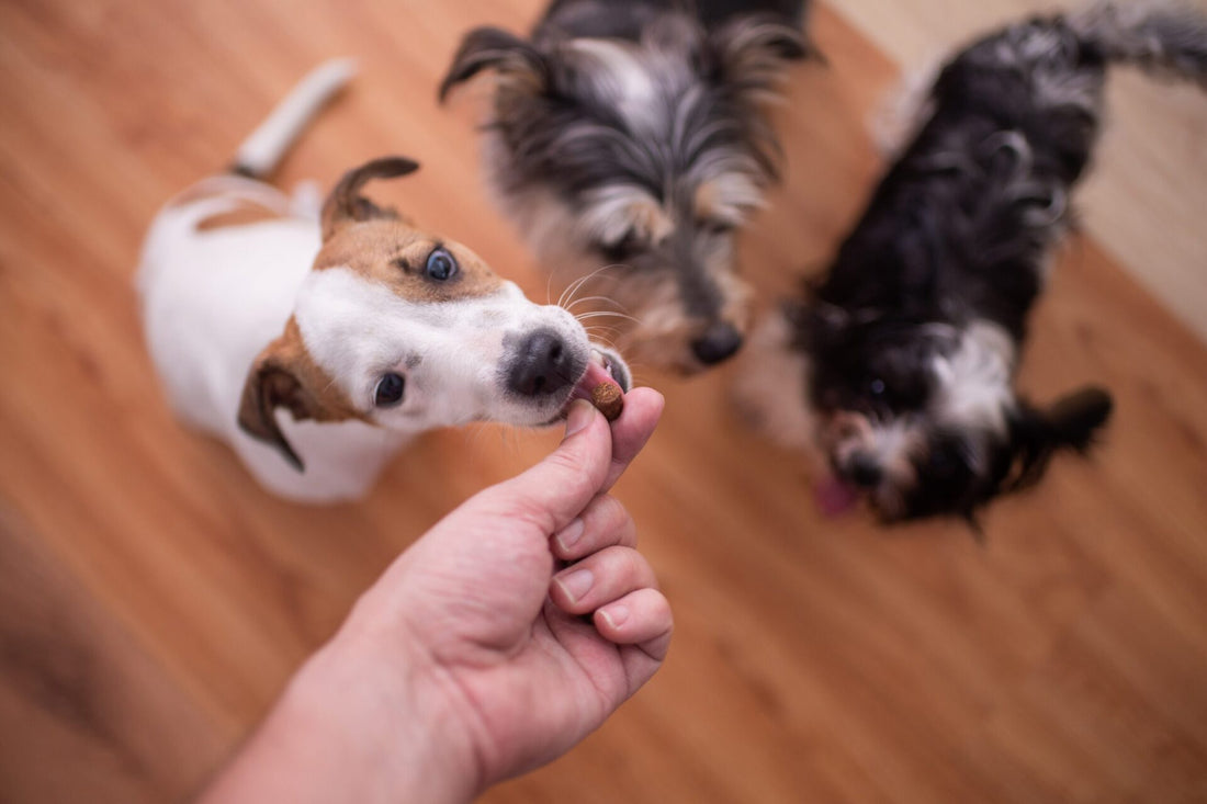Joint Supplements for Dogs (That Really Work)