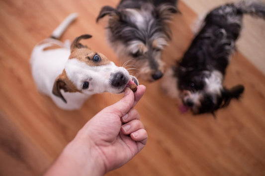 Joint Supplements for Dogs (That Really Work)