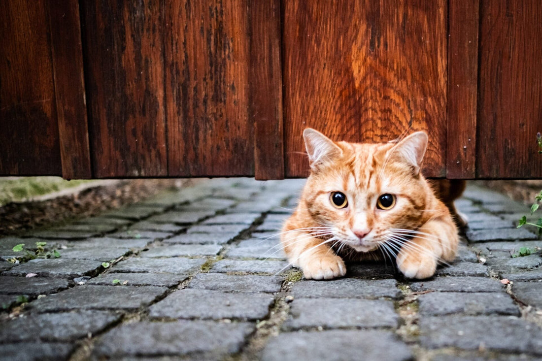 My Cat Follows Me Everywhere: What’s Going On?