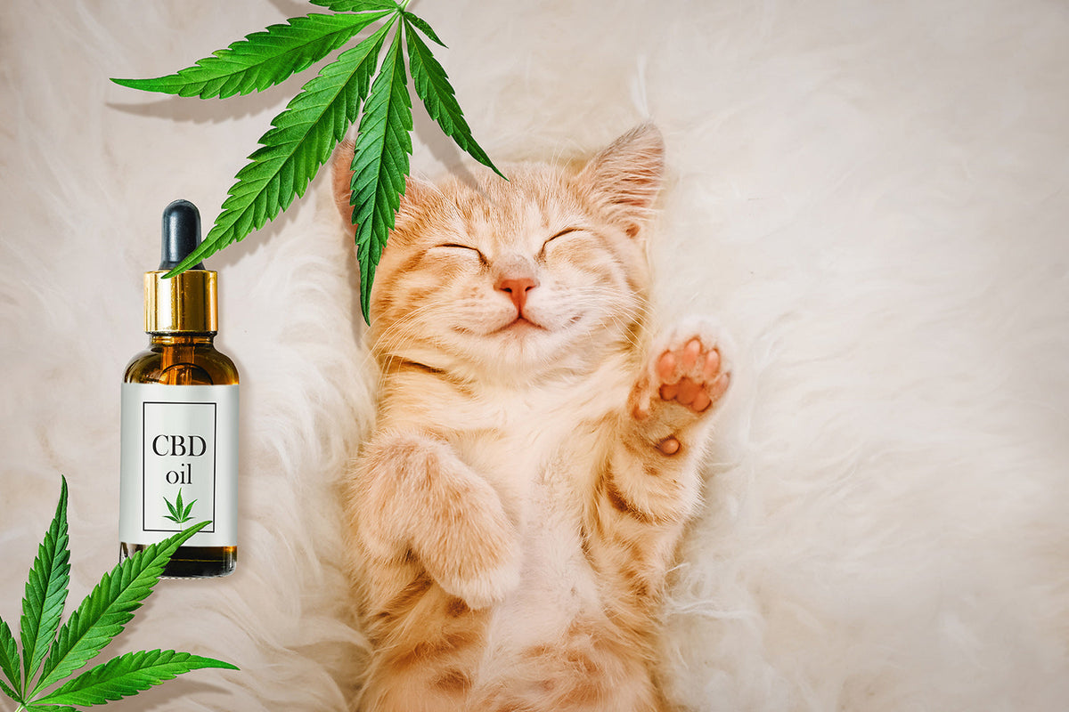 Best CBD Oil for Cats 2021