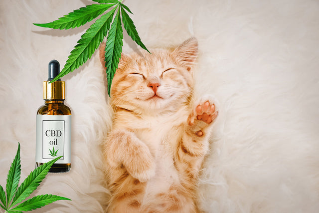 Best CBD Oil for Cats 2021