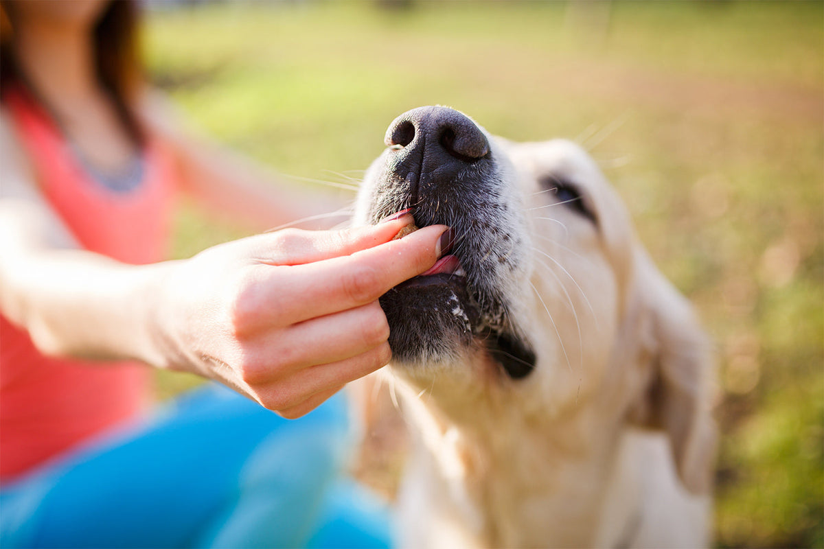 CBD Chews Your Dog Will Enjoy