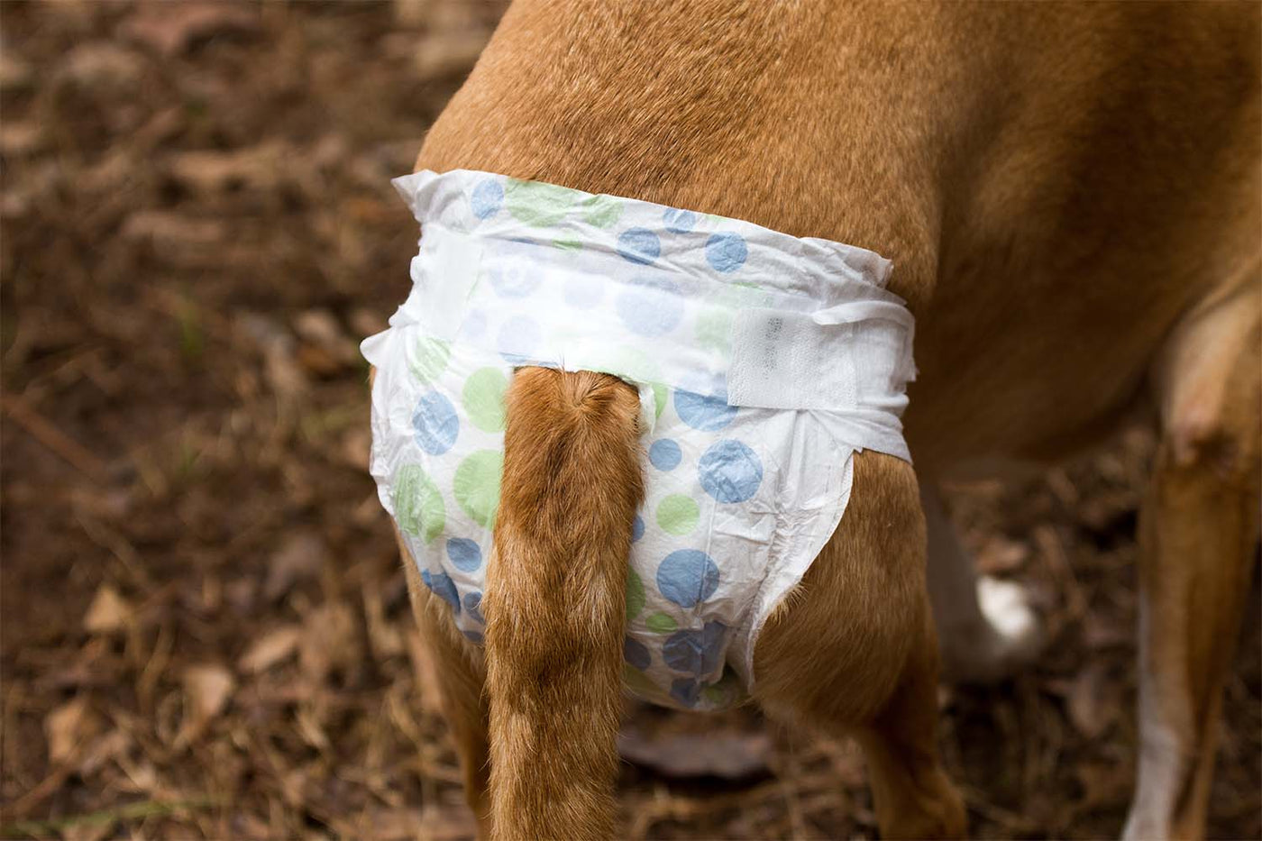 Dog Diapers for Heat Cycles: What They Are and How to Use Them