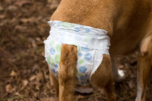 Diapers For Dogs In Heat - Do They Work?