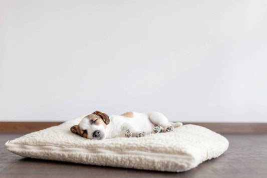 Calming Dog Beds: Do They Really Work?