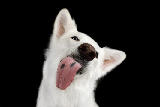 Why Does My Dog Lick Everything in Sight?