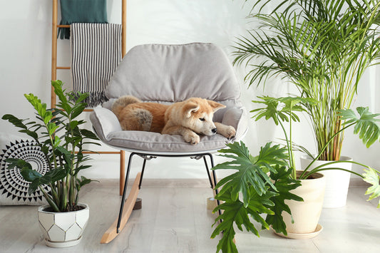 Dog Safe Plants You Can Have in Your House