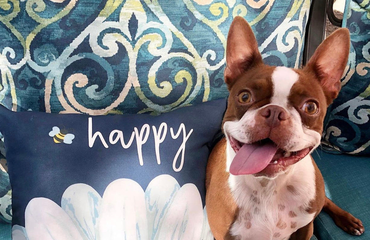 CBD for Dogs: What's the Right Amount?