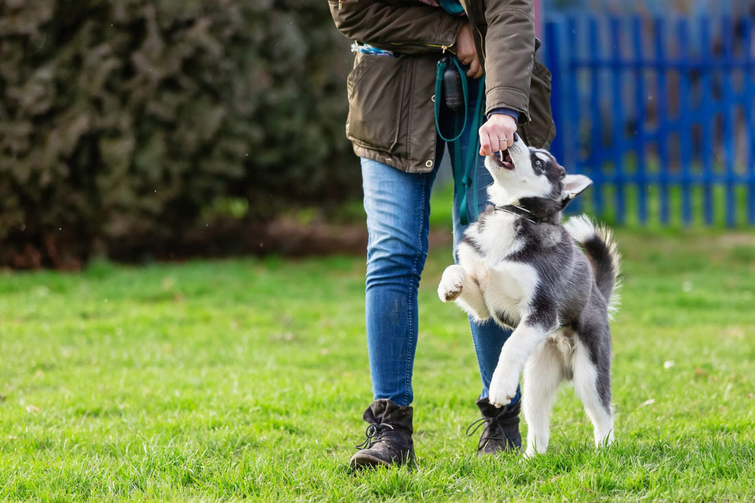Natural Soothing Ingredients for Dogs 2021