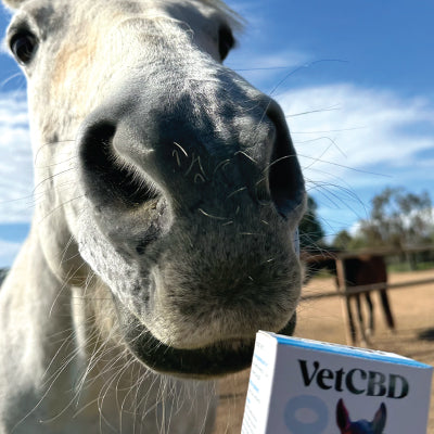 Natural remedies for stress in horses